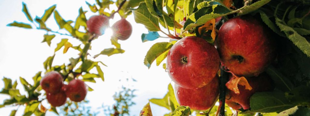 Nature's Pantry Banner